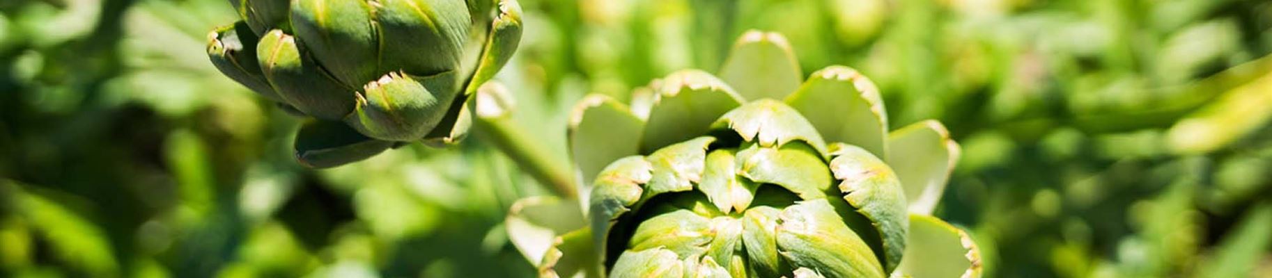 Artischocken pflanzen und pflegen