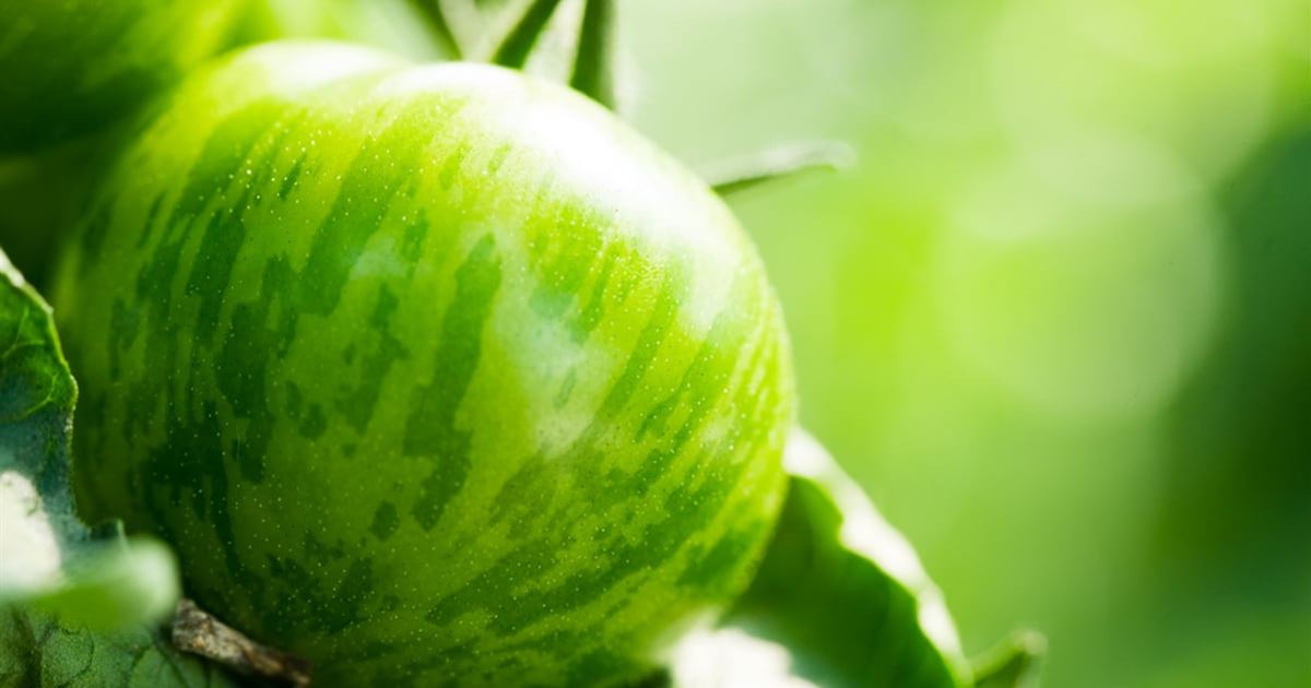 Gemüsegarten im August pflanzen, pflegen, ernten