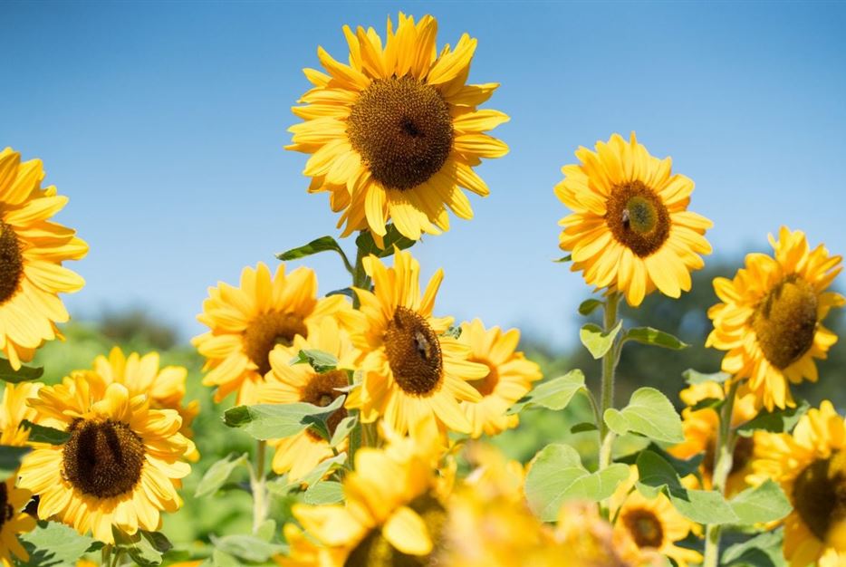 Sonnenblumen-1170x780.jpg