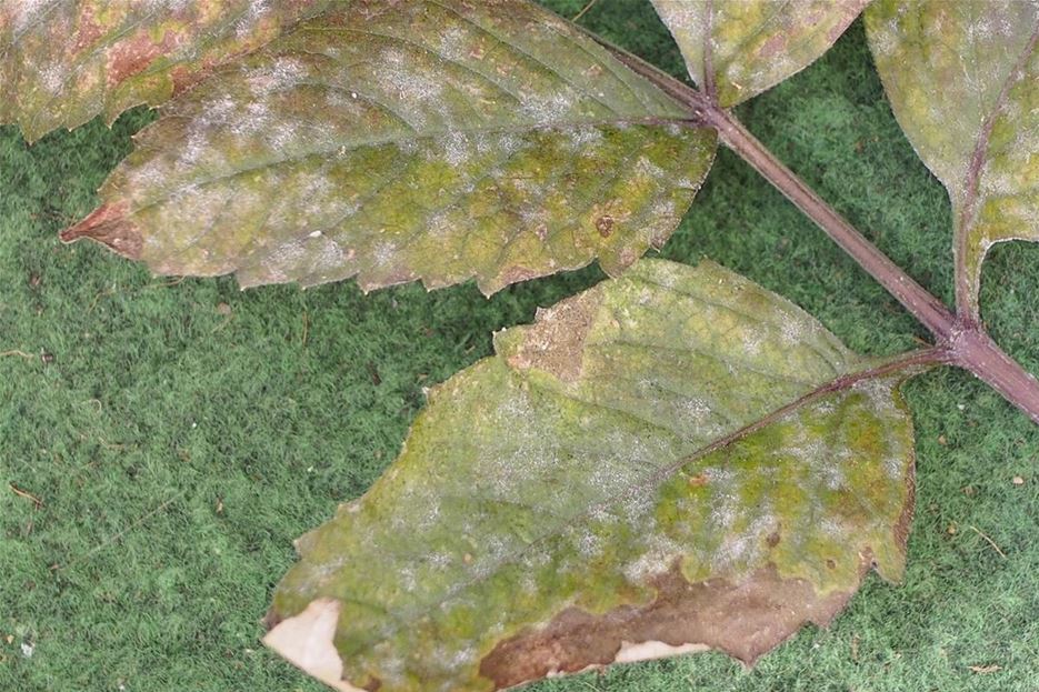 Gartenarbeit im Sommer Schädlingen vorbeugen