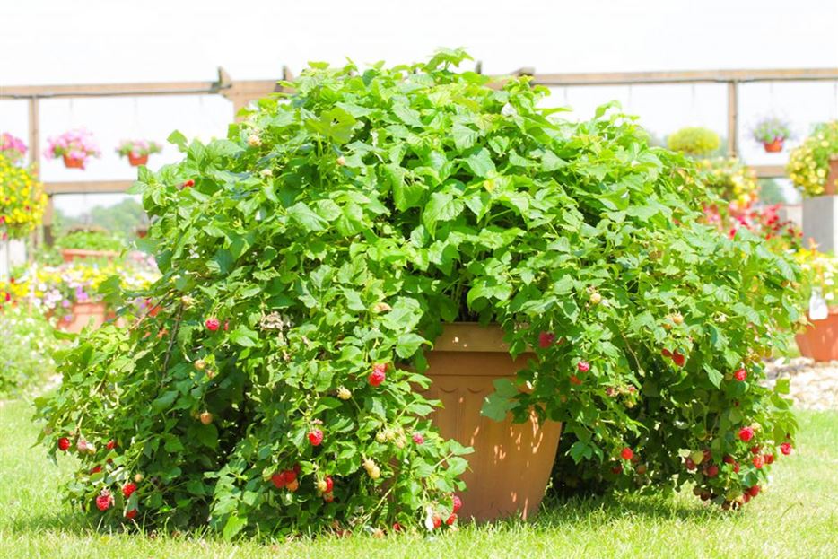 Himbeeren im Topf pflanzen Ruby Beauty