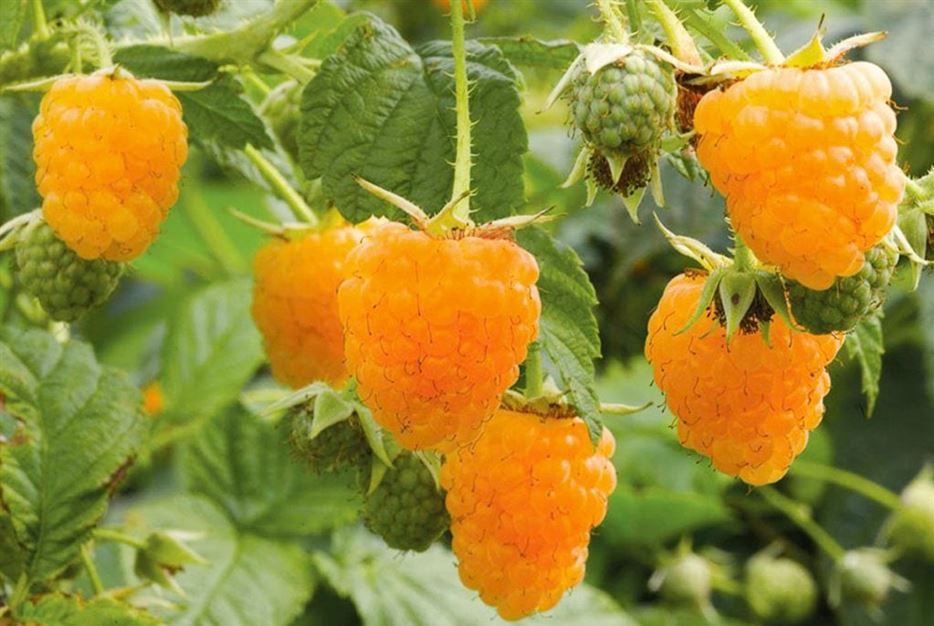Himbeeren im Topf pflanzen Ruby Beauty