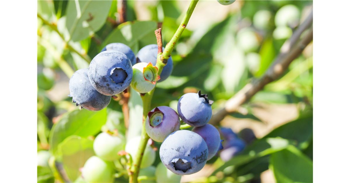 Die richtigen Bedingungen für Heidelbeeren