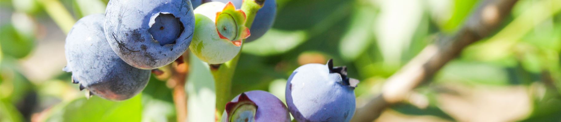 Die richtigen Bedingungen für Heidelbeeren