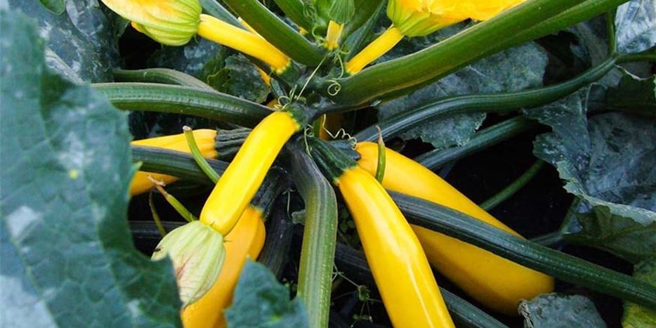 Zucchini pflanzen und pflegen