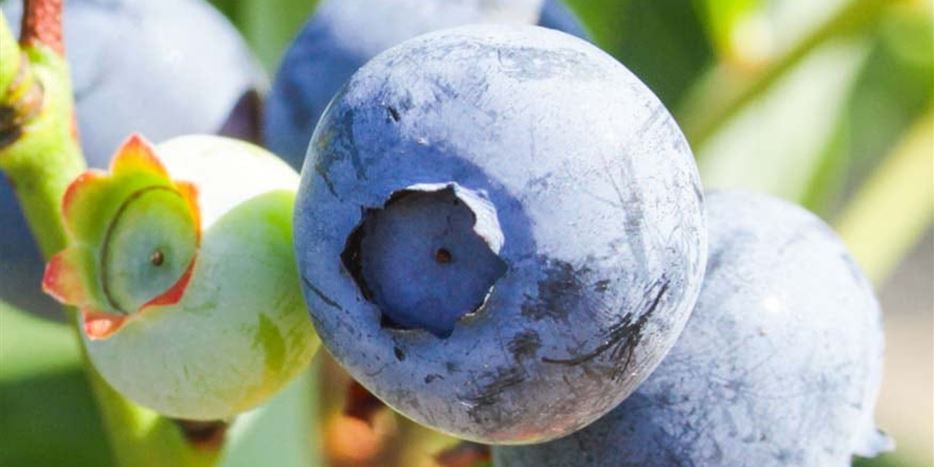 Beeren und Beerenobst