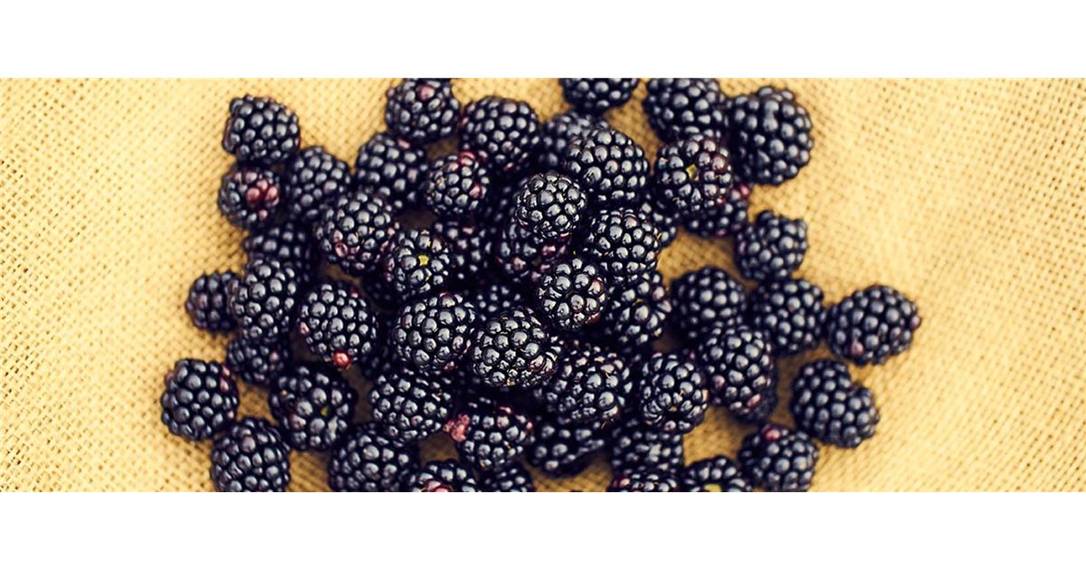 Brombeeren pflanzen und pflegen