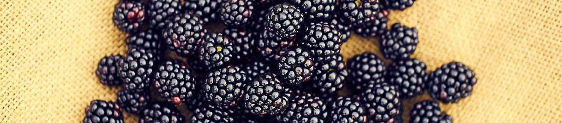 Brombeeren pflanzen und pflegen