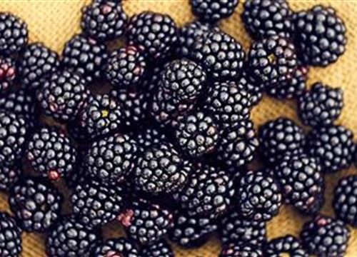 GartenTipps Volmary Die Pflanzenprofis