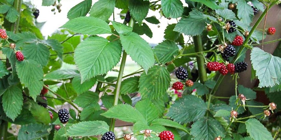 Brombeeren pflanzen und pflegen