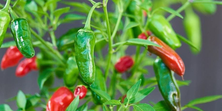Chili pflanzen und pflegen