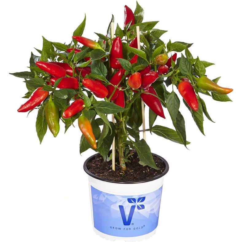 Chili pflanzen und pflegen