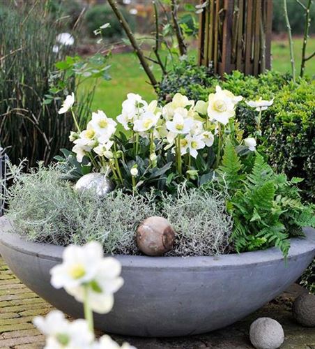 48+ Christrose Garten, Die prächtigen christrosen kommen groß raus,