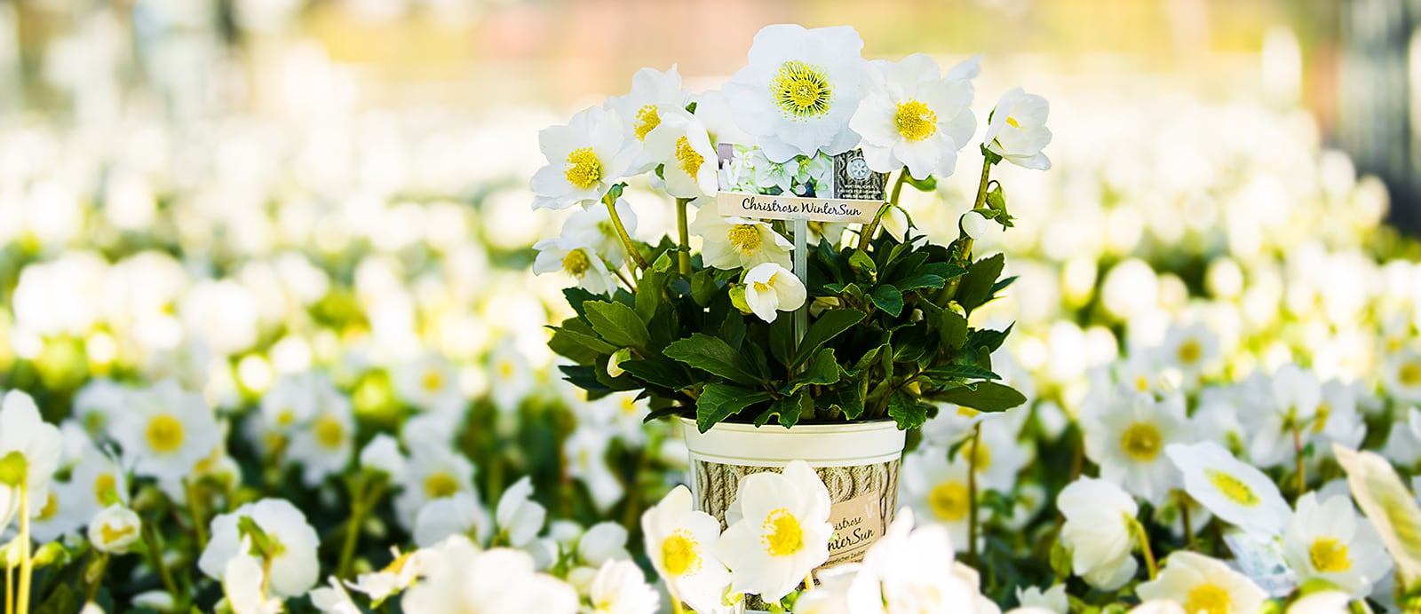 Christrose, Schneerose, Lenzrose. Was ist der Unterschied?