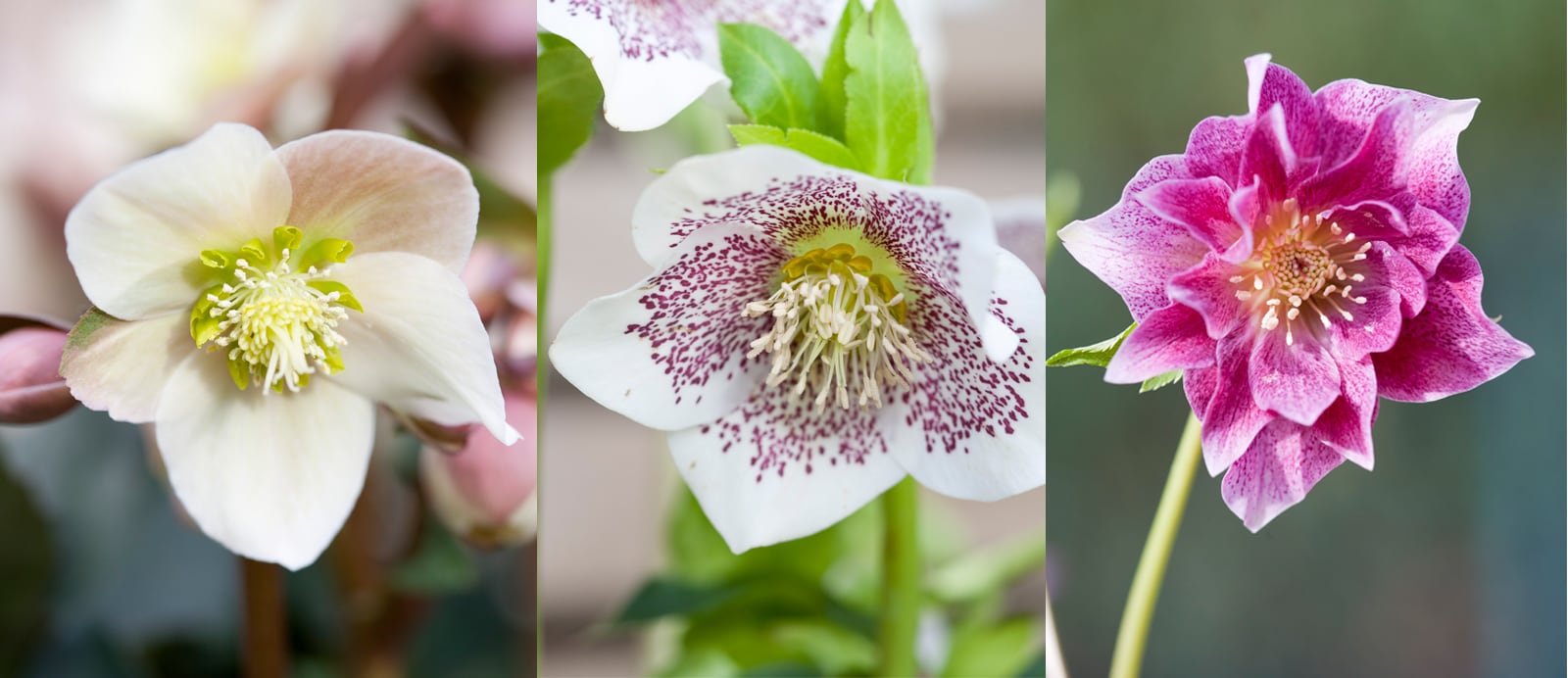 Christrose, Schneerose, Lenzrose. Was ist der Unterschied?