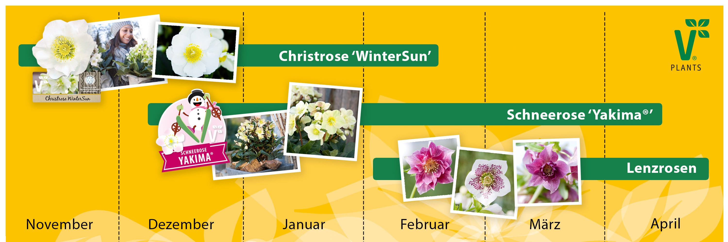 Christrose, Schneerose, Lenzrose. Was ist der Unterschied?