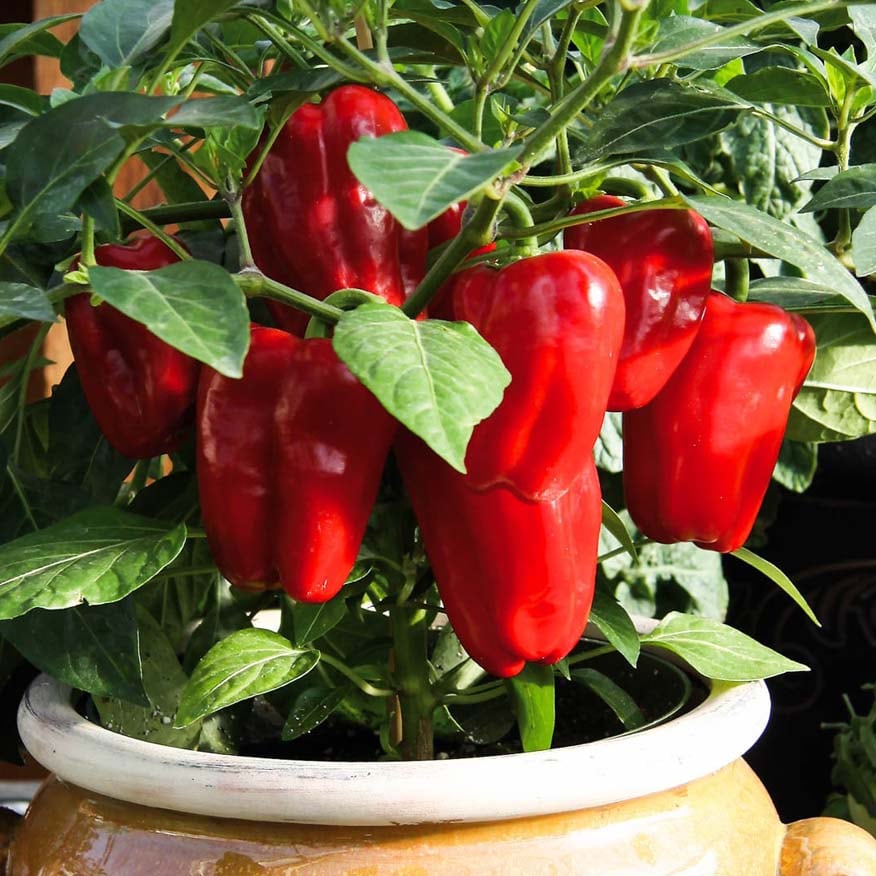 Italienisches Hochbeet bepflanzen