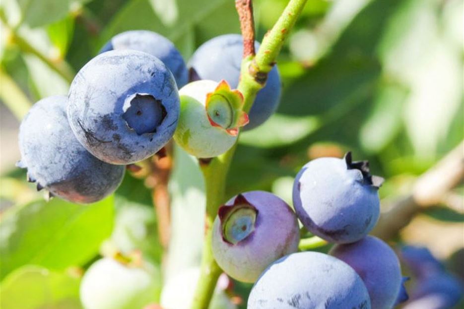 Ein Obstgarten auf dem Balkon