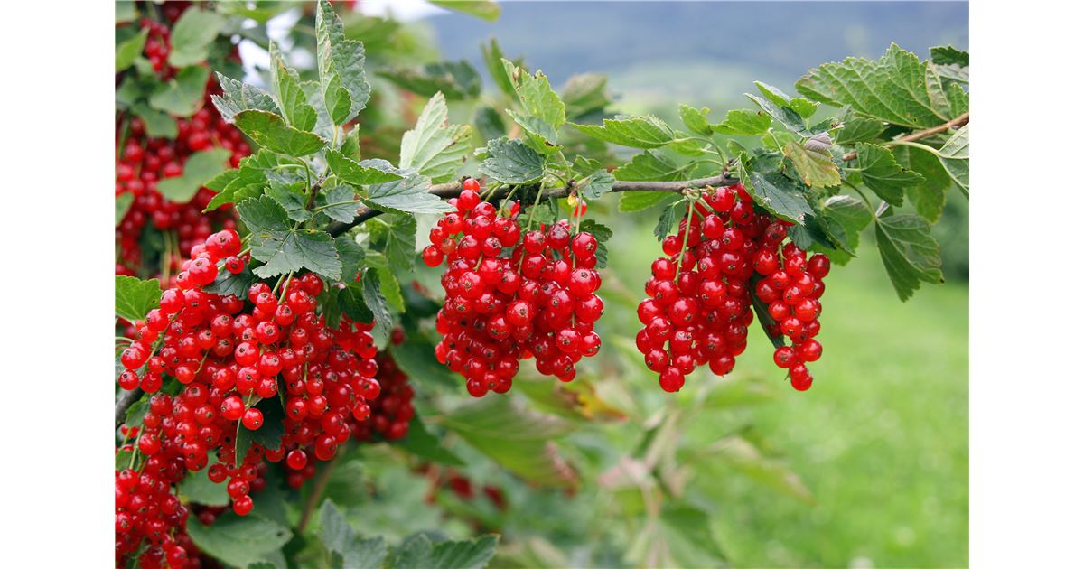 Johannisbeeren pflanzen und pflegen
