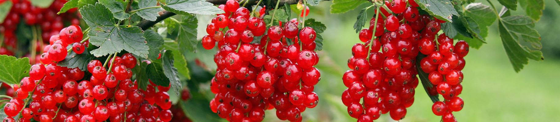 Johannisbeeren pflanzen und pflegen