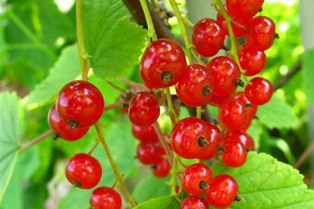 Johannisbeeren pflanzen und pflegen