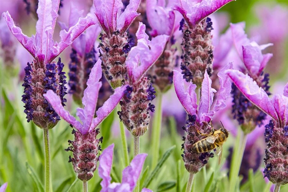 Ein Paradies für Wildbienen und Honigbienen