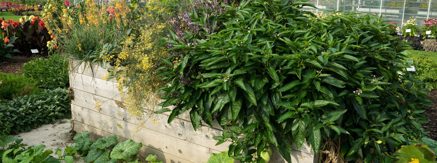 Gemüsegarten anlegen Volmary Die Pflanzenprofis