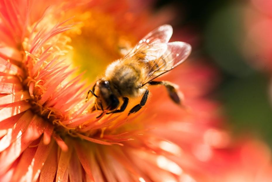 So geht bienenfreundliches Gärtnern