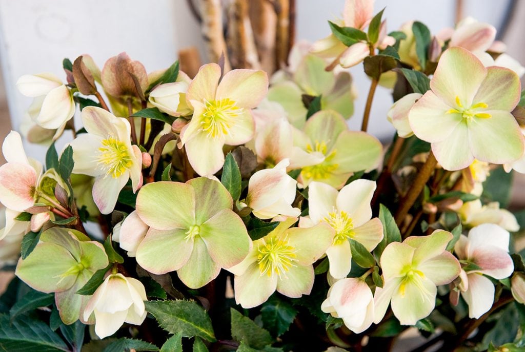 schneerose-helleborus-1024x687 (1).jpg