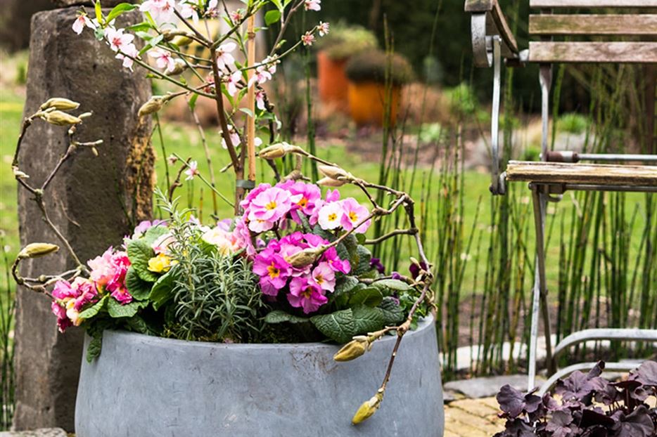 Ein Obstgarten auf dem Balkon