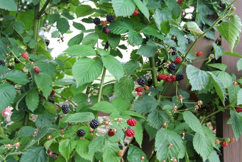 10 Tipps für die Gartenarbeit im März