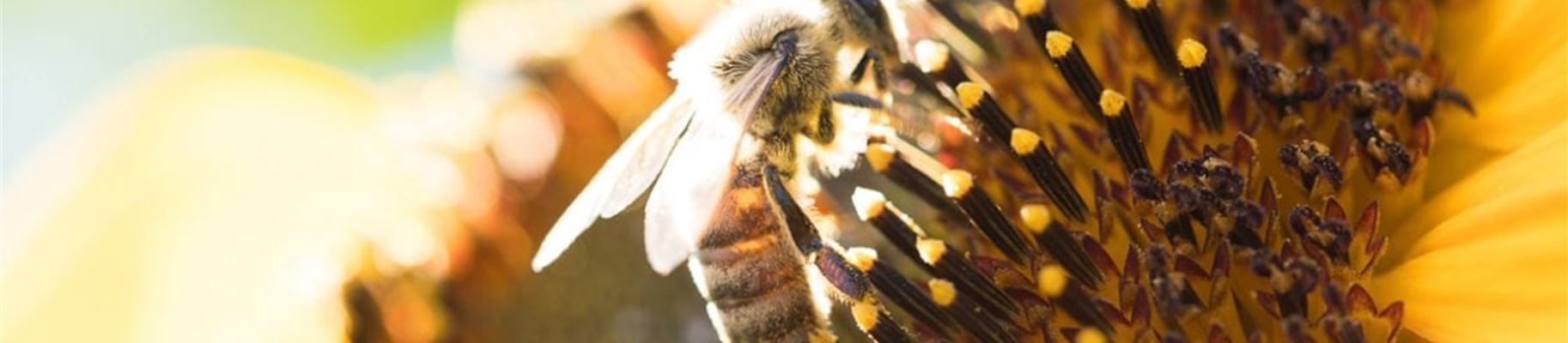 So geht bienenfreundliches Gärtnern