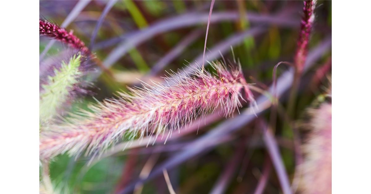Wann sollte man wie seine Gräser schneiden?