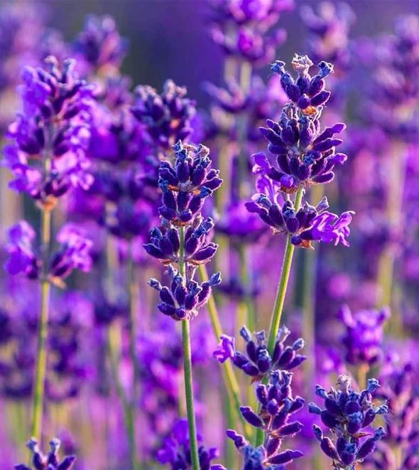 Lavendel 'Scents of Summer' von Volmary® Volmary Die Pflanzenprofis