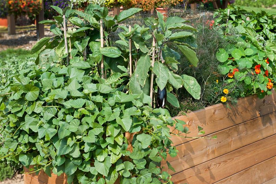 Gemüseanbau Fruchtwechsel im Gemüsegarten