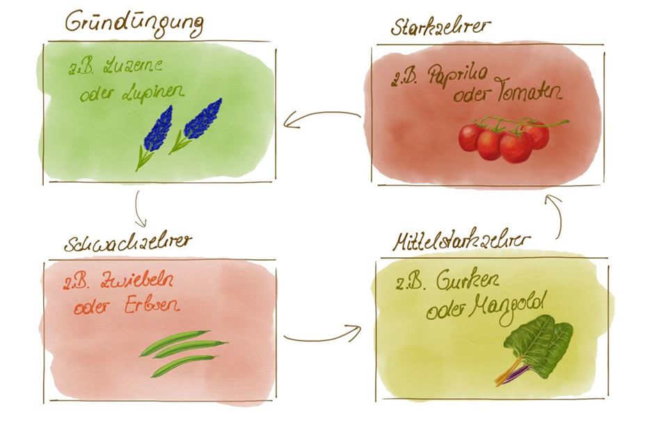 Gemüseanbau Fruchtwechsel im Gemüsegarten