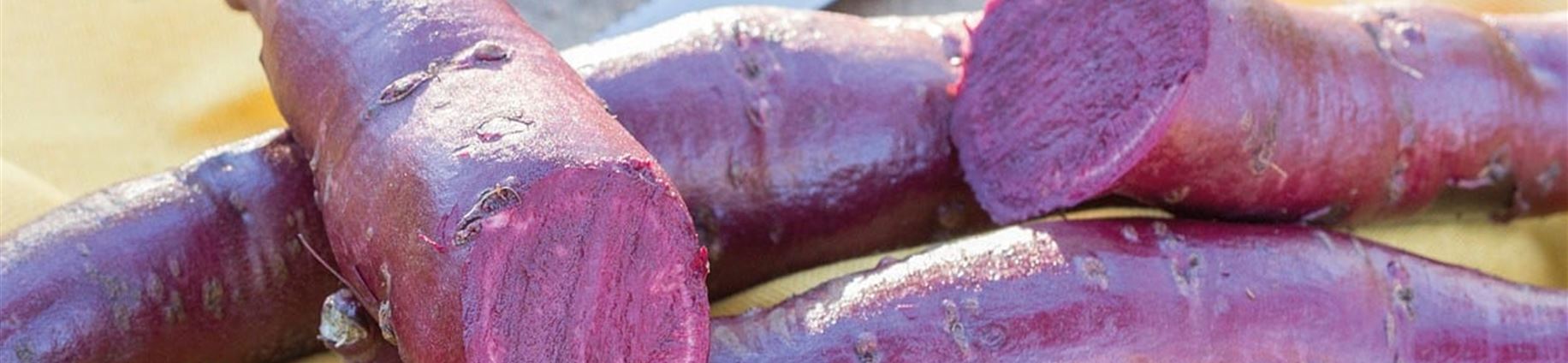 Süßkartoffeln im Garten - Volmary - Die Pflanzenprofis
