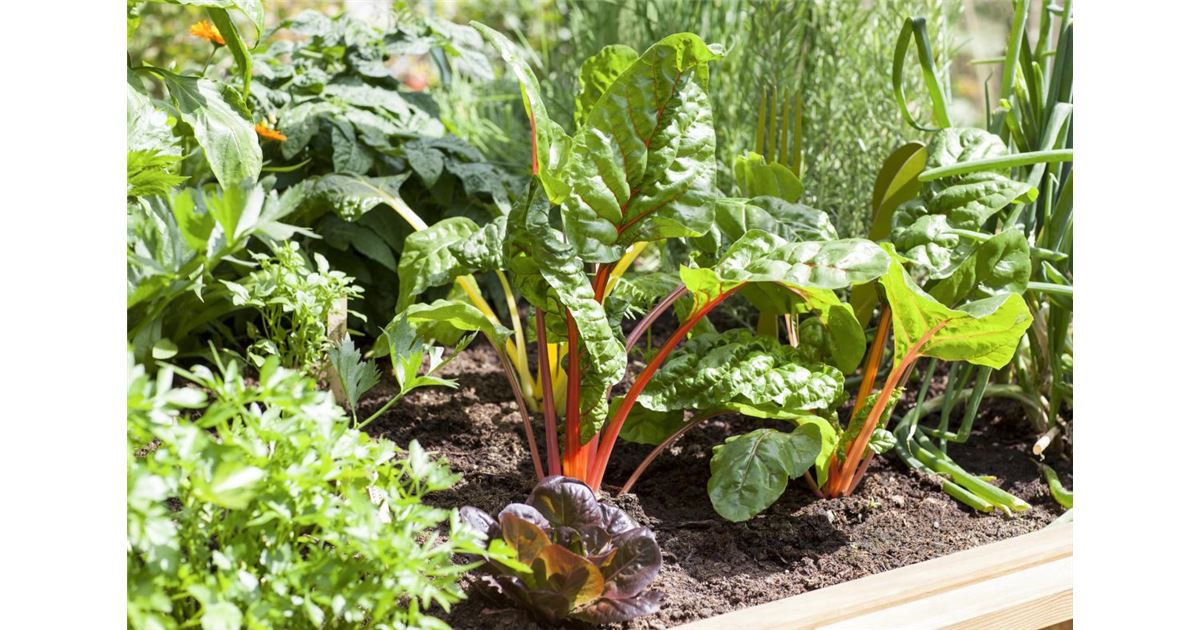 Gemüsepflanzen für das Hochbeet Tipps & Inspiration