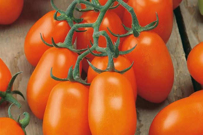 Unsere Top 10 Tomaten für den eigenen Anbau auf Deinem Balkon Volmary