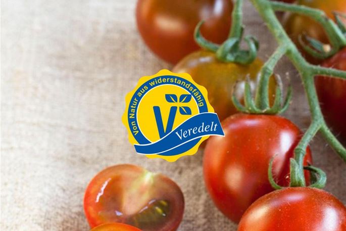 veredelte-tomaten-volmary.jpg