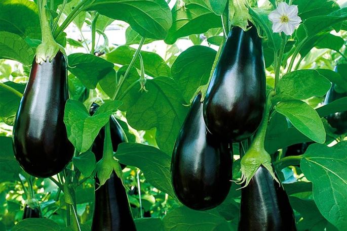 Veredelte Tomaten, Gurken und Gemüsepflanzen kaufen Und was ist