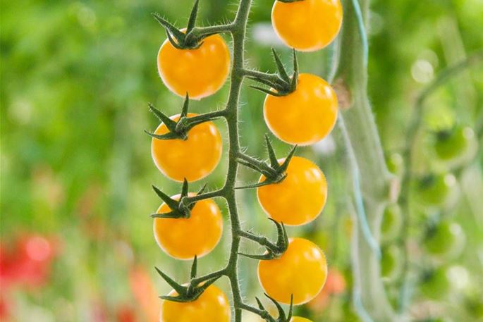 47+ Veredelte Tomatenpflanzen Kaufen, Jetzt bioland tomate, veredelt