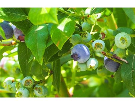 Beerensträucher schneiden – Tipps zum Rückschnitt