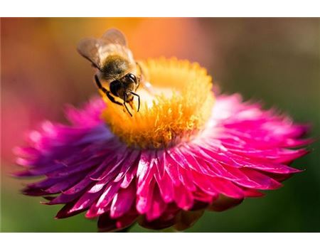 Bienenfreundliche Pflanzen – der Biene etwas Gutes tun 