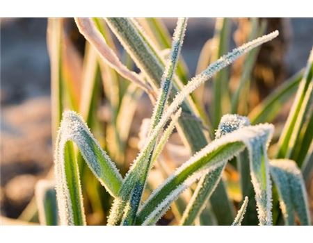 Ab in den Winterschlaf: Gräser überwintern