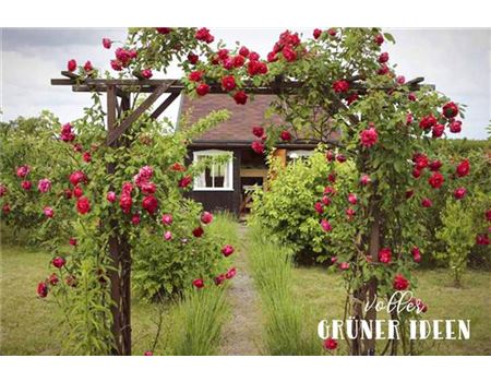 „Der erste Schrebergarten – ein Sprung ins kalte Wasser“