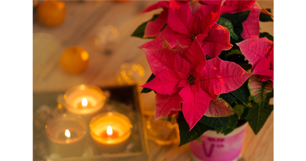 Weihnachtssterne pflegen - so blhen sie lnger!