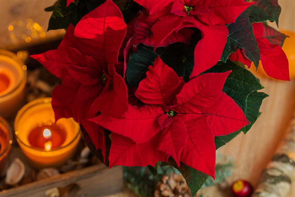 10 Fragen zum Weihnachtsstern