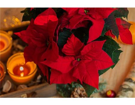 10 Fragen zum Weihnachtsstern