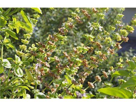 Basilikumsamen – die neuen Chia-Samen?